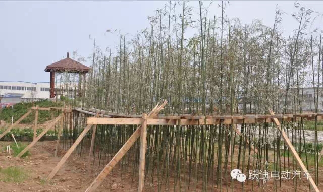 春暖花開、綠色躍迪---躍迪集團(tuán)綠化工作進(jìn)行中！