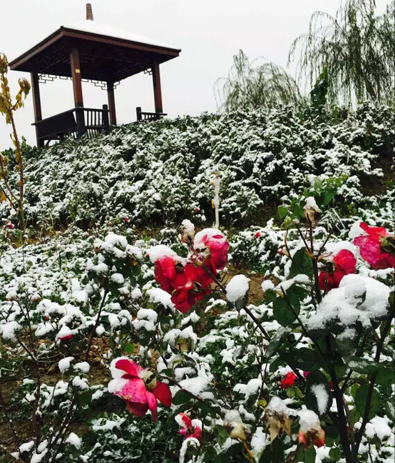 下雪天的躍迪集團(tuán)，咱也跟跟風(fēng)。。。